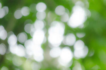 green leaf background in forest , have many species flora . background have many  colour in frameの写真素材