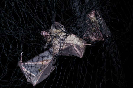 common dawn-bat  is catching in netの写真素材