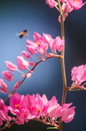 confederate vine , coral vine, mexican coral vine mexican creeper, queen;s jewels, queen's wreath is plan of polygonaceae ,is aperennial that is native to mexico ,is a vien with pink or white flowerの写真素材