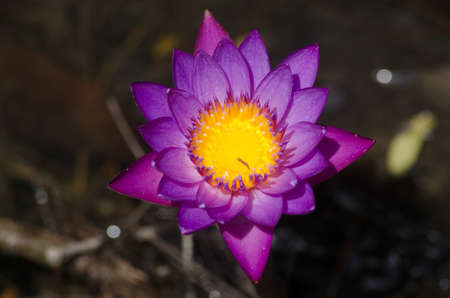 pink beautiful lotus and green leaf in pondの写真素材