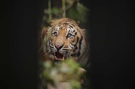 panthera tigris corbetti is playing with friend and it is same catの写真素材