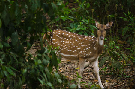 Chital or cheetal deer (Axis axis), also known as spotted deer or axis deer in the forest