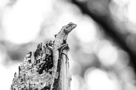 emma gray's forest lizard also know as the forest crested lizard, is an agamid lizard and eat insect for food ,の写真素材