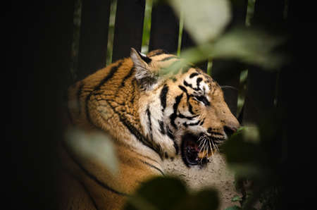 panthera tigris corbetti is playing with friend and it is same catの写真素材