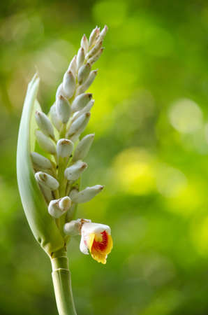 Alpinia is a genus of flowering plants in the ginger family, Zingiberaceae. It is named for Prospero...