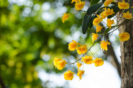 Dendrobium lindleyi Steud is a plant of the genus Dendrobium. They are found in the mountains of southern China (Guangdong, Guangxi, Guizhou, Hainan) and Southeast Asia (Assam, Bangladesh, Arunachal Pradesh, Laos, Myanmar, Thailand, Vietnam)の写真素材