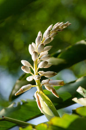 Alpinia is a genus of flowering plants in the ginger family, Zingiberaceae. It is named for Prospero Alpini,
Species are native to Asia, Australia, and the Pacific Islands, where they occur in tropical and subtropical climates.の写真素材