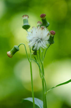 green leaf background in forest , have many species flora . background have many  colour in frameの写真素材