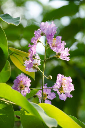 Lagerstroemia calyculata  is derived from its very characteristic mottled flaky bark.It is a species of flowering plant in the Lythraceae family and found in Southeast Asia and Oceania.it is quite common as a decorative tree in the parks of Thailandの写真素材