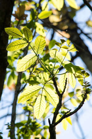 green leaf background in forest , have many species flora . background have many  colour in frameの写真素材