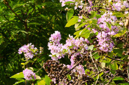 Lagerstroemia calyculata  is derived from its very characteristic mottled flaky bark.
It is a species of flowering plant in the Lythraceae family and found in Southeast Asia and Oceania.
it is quite common as a decorative tree in the parks of Thailandの写真素材
