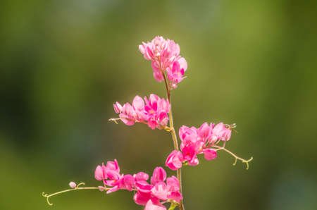 confederate vine , coral vine, mexican coral vine mexican creeper, queen;s jewels, queen's wreath is plan of polygonaceae ,is aperennial that is native to mexico ,is a vien with pink or white flowerの写真素材