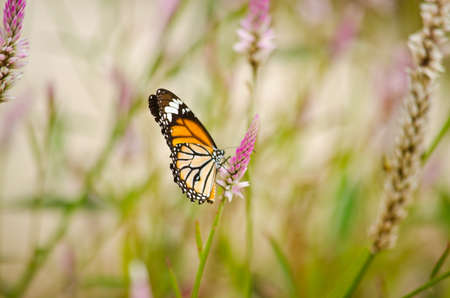 monarch butterfly is a milkweed butterfly in the family Nymphalidae and is flying around pink flower in garden  have green backgroundの写真素材