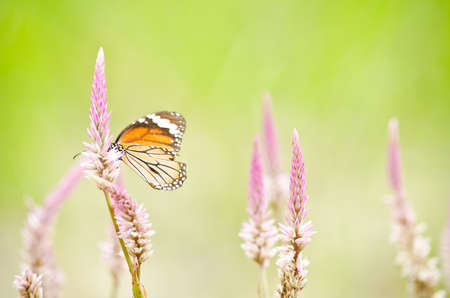 monarch butterfly is a milkweed butterfly in the family Nymphalidae and is flying around pink flower in garden  have green backgroundの写真素材