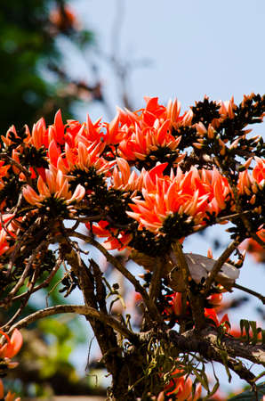 Bastard Teak is species of Butea native to tropical and sub-tropical parts of the indian subcontinent and Southeast Asia . it is a medium sized dry season-deciduous tree,growing to 15 m tallの写真素材