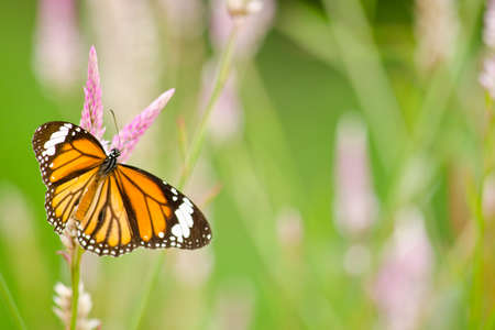 monarch butterfly is a milkweed butterfly in the family Nymphalidae and is flying around pink flower in garden  have green backgroundの写真素材