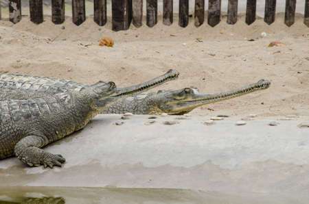 crocodiles or true crodiles are large aquatic reptiles that live throughout the tropics in africa,asia, the americas and australia ,order Crocodilia, which includes Tomistoma , the alligators and caimans ,the gharials, and all other living and fossil Crocの写真素材