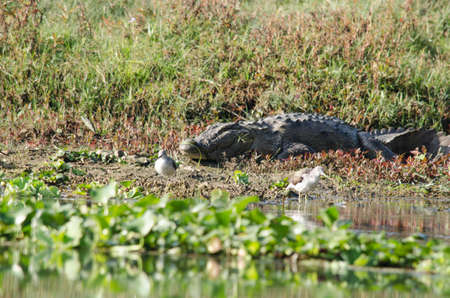 crocodiles or true crodiles are large aquatic reptiles that live throughout the tropics in africa,asia, the americas and australia ,order Crocodilia, which includes Tomistoma , the alligators and caimans ,the gharials, and all other living and fossil Crocの写真素材