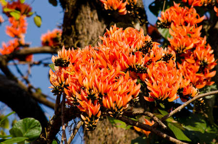 Bastard Teak is species of Butea native to tropical and sub-tropical parts of the indian subcontinent and Southeast Asia . it is a medium sized dry season-deciduous tree,growing to 15 m tallの写真素材