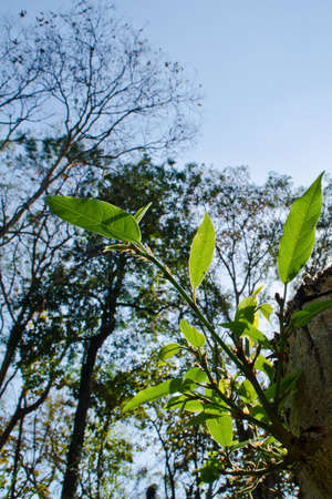 Texture background of green Leaf and blue sky is in forest of midday