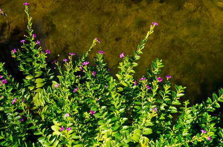 Texture background of green Leaf and blue sky is in forest of middayの写真素材