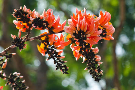 Bastard Teak is species of Butea native to tropical and sub-tropical parts of the indian...