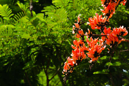 Bastard Teak is species of Butea native to tropical and sub-tropical parts of the indian subcontinent and Southeast Asia . it is a medium sized dry season-deciduous tree,growing to 15 m tallの写真素材