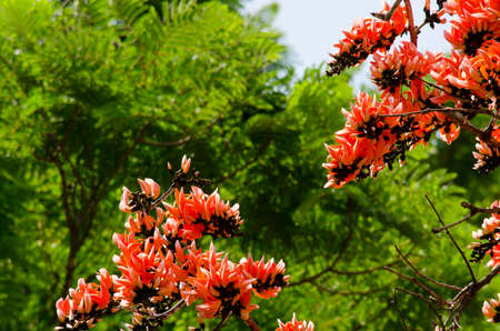 Bastard Teak is species of Butea native to tropical and sub-tropical parts of the indian subcontinent and Southeast Asia . it is a medium sized dry season-deciduous tree,growing to 15 m tallの写真素材