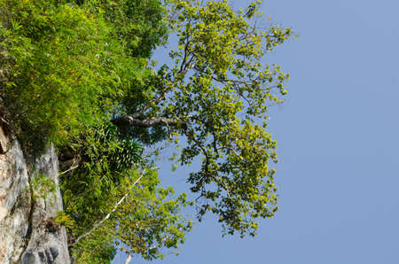 hill ever green forest and blue sky in thailand ; have limestone in mountain