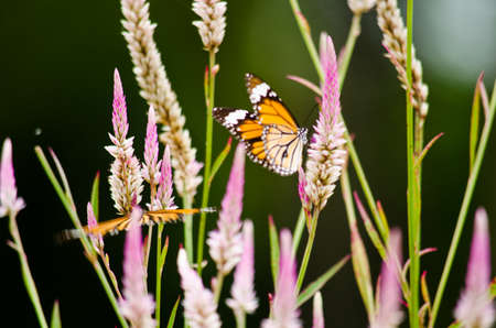 monarch butterfly is a milkweed butterfly in the family Nymphalidae and is flying around pink flower in garden  have green backgroundの写真素材