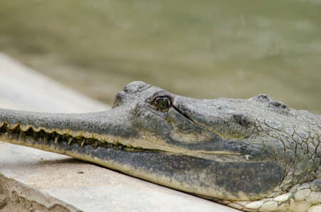 crocodiles or true crodiles are large aquatic reptiles that live throughout the tropics in africa,asia, the americas and australia ,order Crocodilia, which includes Tomistoma , the alligators and caimans ,the gharials, and all other living and fossil Crocの写真素材
