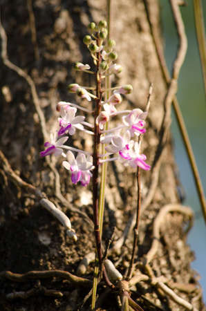 The Bishop Mitre Seidenfadenia の写真素材