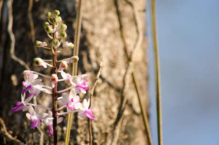 The Bishop Mitre Seidenfadenia - In Thailand Nuat phram - Phom phi phrai.Plants should be potted in...