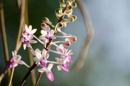 The Bishop Mitre Seidenfadenia - In Thailand Nuat phram - Phom phi phrai.Plants should be potted in medium bark or sphagnum moss.の写真素材