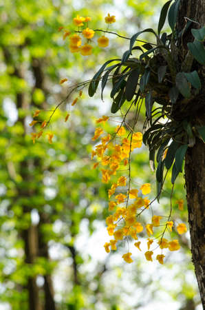 Dendrobium lindleyi Steud is a plant of the genus Dendrobium. They are found in the mountains of southern China (Guangdong, Guangxi, Guizhou, Hainan) and Southeast Asia (Assam, Bangladesh, Arunachal Pradesh, Laos, Myanmar, Thailand, Vietnam)の写真素材