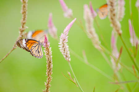 monarch butterfly is a milkweed butterfly in the family Nymphalidae and is flying around pink flower in garden  have green backgroundの写真素材