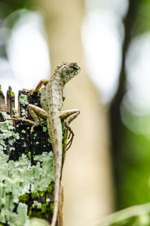 emma gray's forest lizard also know as the forest crested lizard, is an agamid lizard and eat insect...