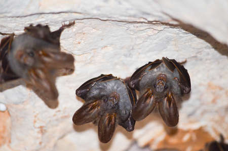 esser false vampire bat  are sleeping in the cave hanging on the ceiling period middayの写真素材