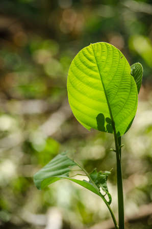 green leaf background in forest , have many species flora . background have many  colour in frame