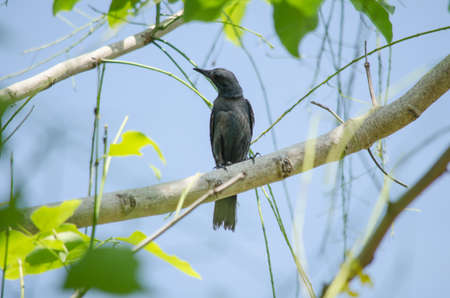 blue rock thrush is black body ,eatting any insect for foodの写真素材