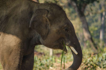 Elephants are large mammals of the family Elephantidae and the order Proboscidea. Two species are traditionally recognised, the African elephant and the Asian elephant Elephants are herbivorous and can be found in different habitats including savannahsの写真素材