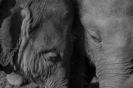 Elephants are large mammals of the family Elephantidae and the order Proboscidea. 
Two species are traditionally recognised, the African elephant 
and the Asian elephant Elephants are herbivorous and can be found in 
different habitats including savannahsの写真素材