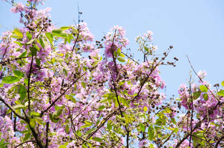 Lagerstroemia calyculata  is derived from its very characteristic mottled flaky bark.の写真素材