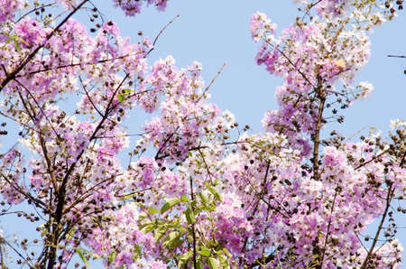 Lagerstroemia calyculata  is derived from its very characteristic mottled flaky bark.の写真素材