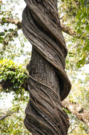 perfect forest in chit wan nationpark , is have tree , animal , stream , fresh air for people...