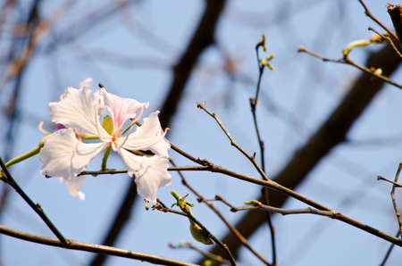 Bauhinia variegata is quite a sight to see a whole tree covered with these spectacular orchid-like...