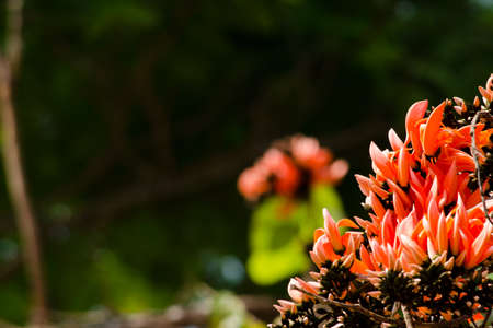 Bastard Teak is species of Butea native to tropical and sub-tropical parts of the indian...