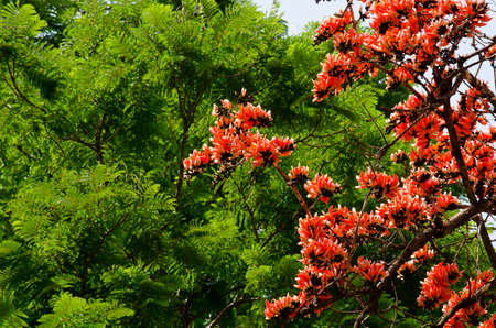 Bastard Teak is species of Butea native to tropical and sub-tropical parts of the indian subcontinent and Southeast Asia . it is a medium sized dry season-deciduous tree,growing to 15 m tallの写真素材