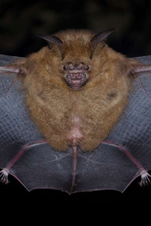 intermediate leaf-nosed bat are sleeping in the cave hanging on the ceiling period middayの写真素材