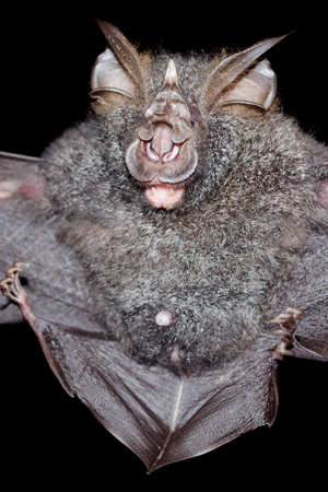 blyth's horseshoe bat are sleeping in the cave hanging on the ceiling period midday
